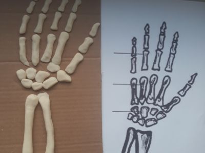 model anatomiczny